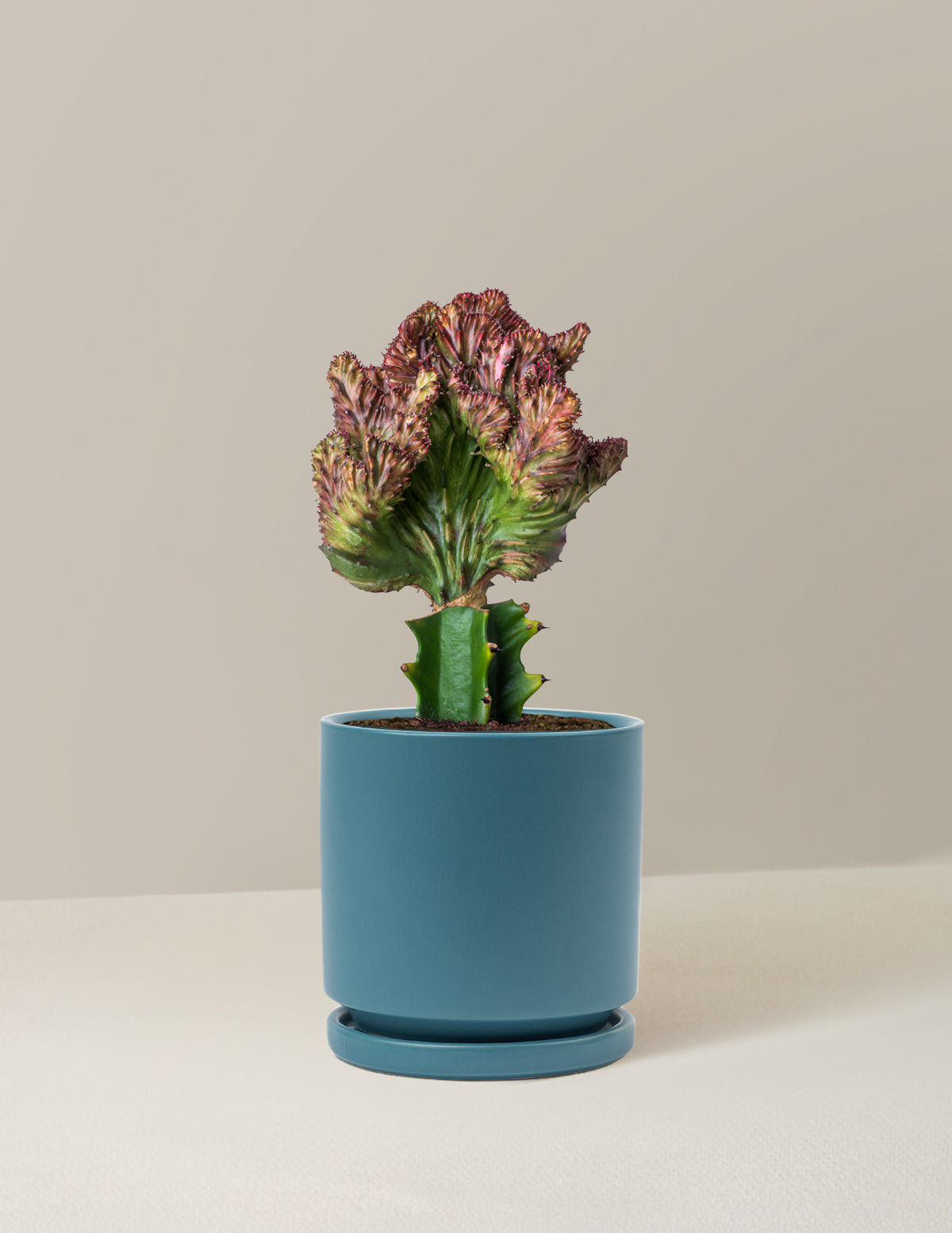 Mermaid Tail Cactus