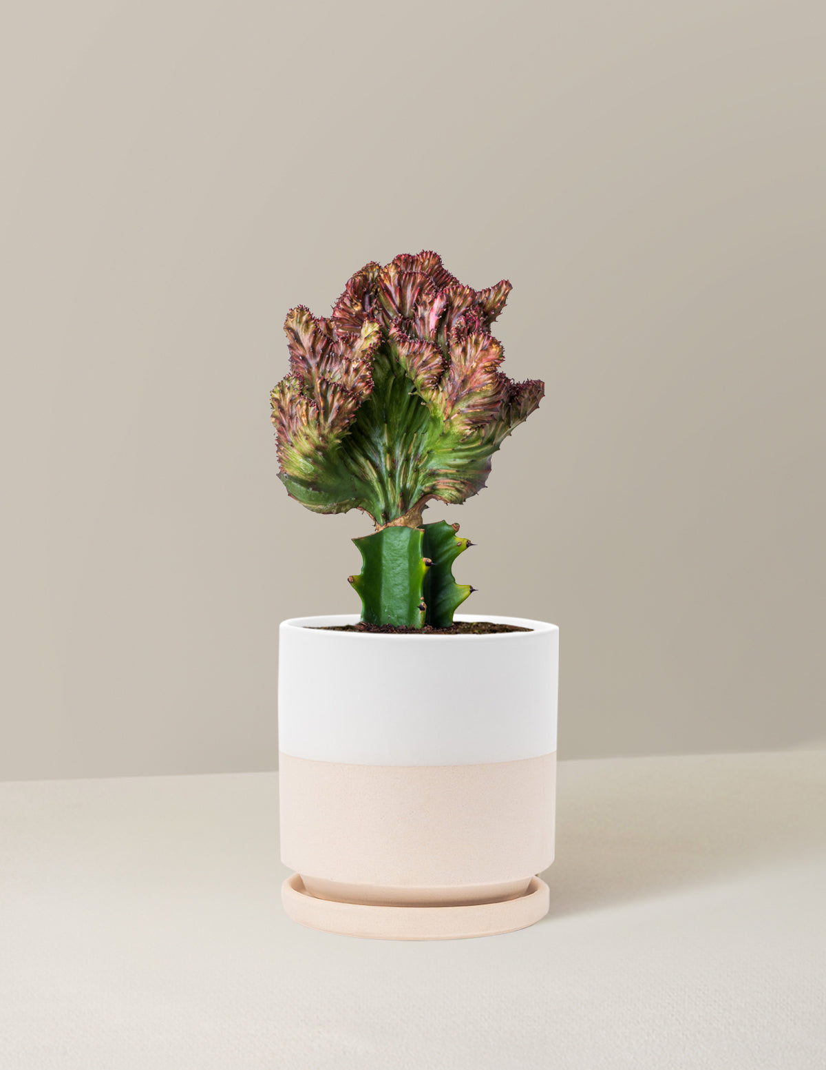 Mermaid Tail Cactus