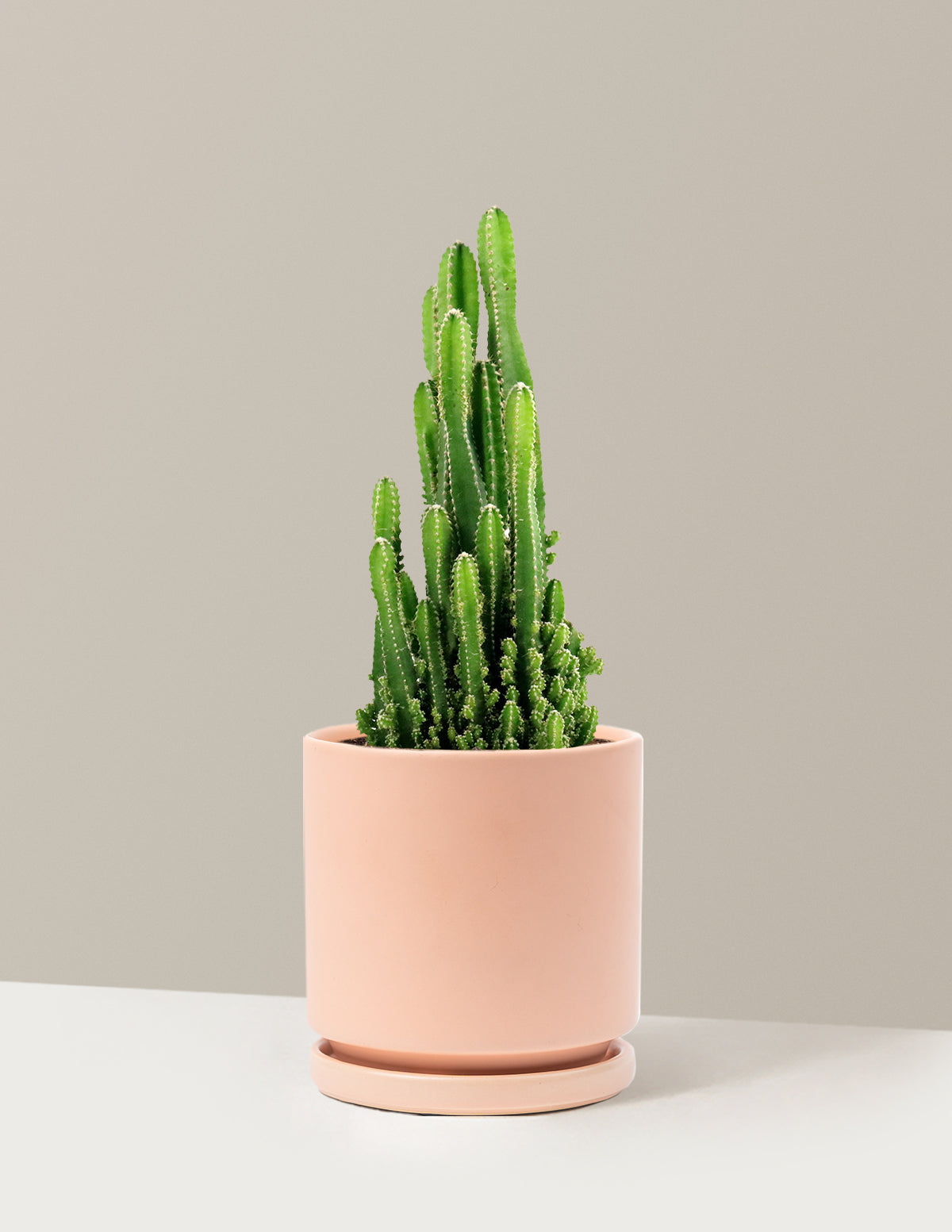 Fairy Castle Cactus