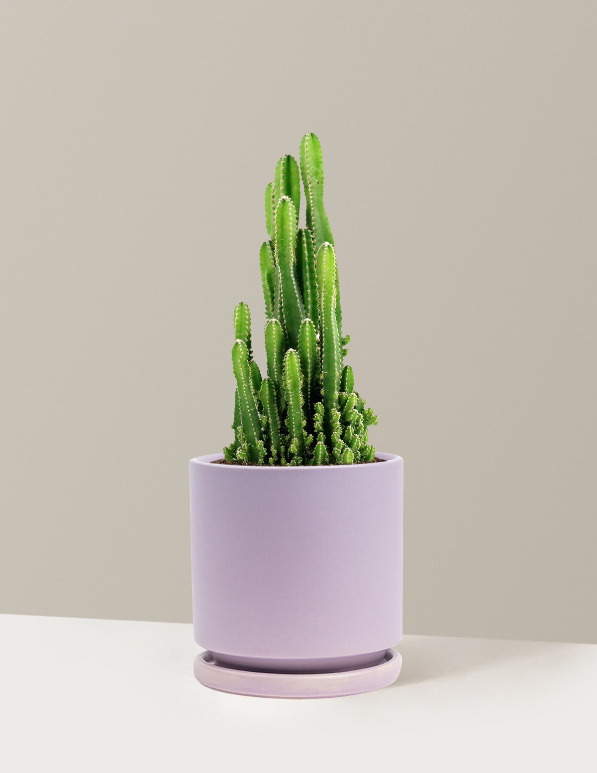 Fairy Castle Cactus