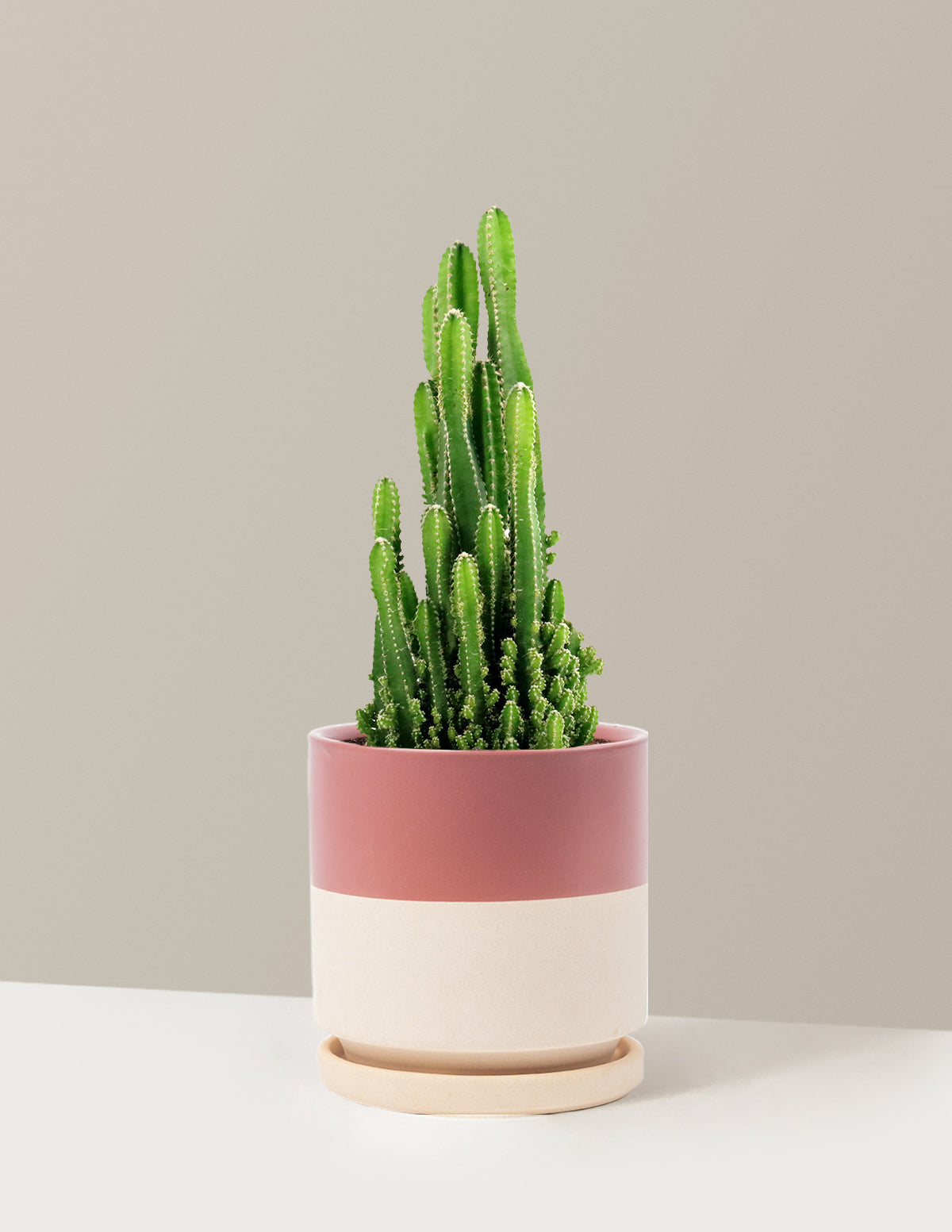 Fairy Castle Cactus