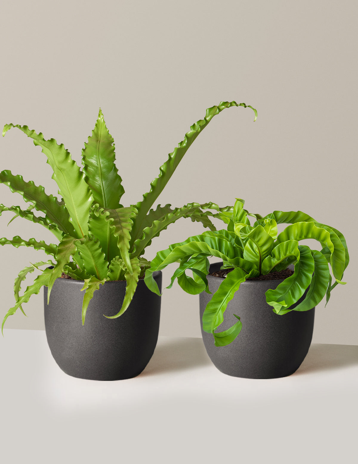 Fern Friends Duo