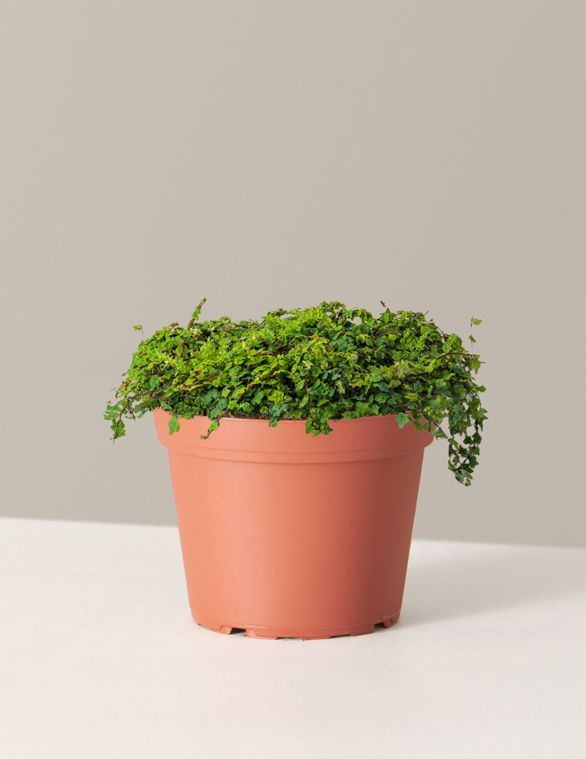 String of Frogs
