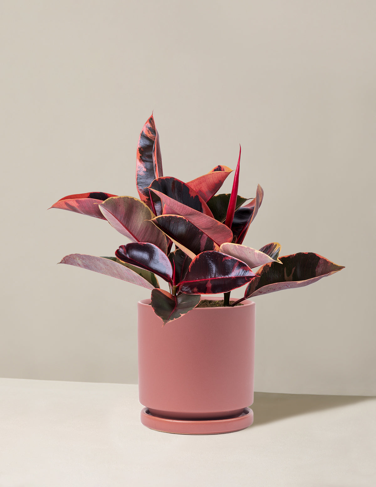 Ficus Ruby