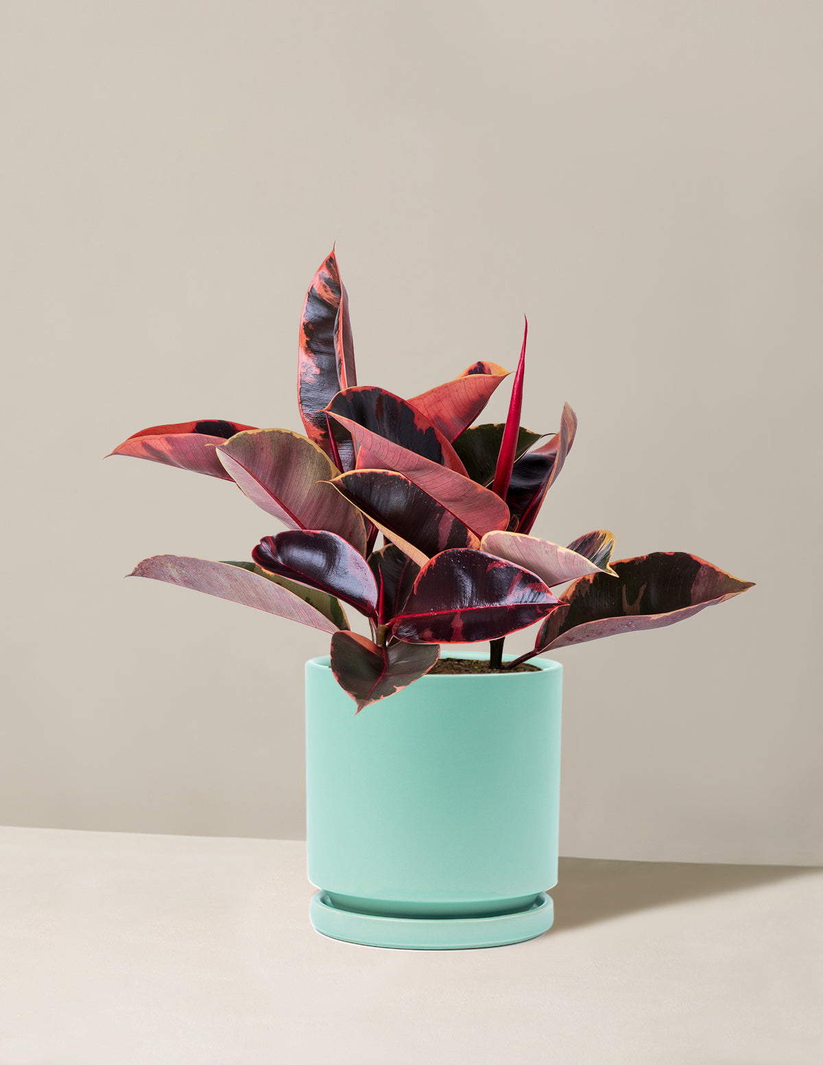 Ficus Ruby