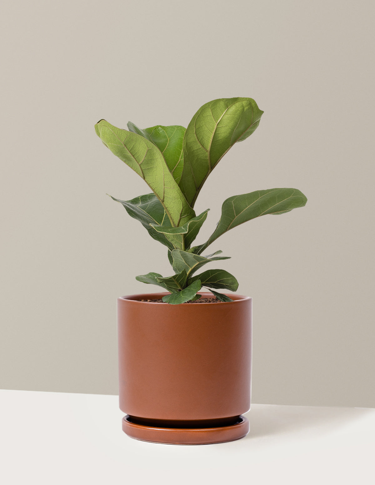 Fiddle Leaf Fig Bush