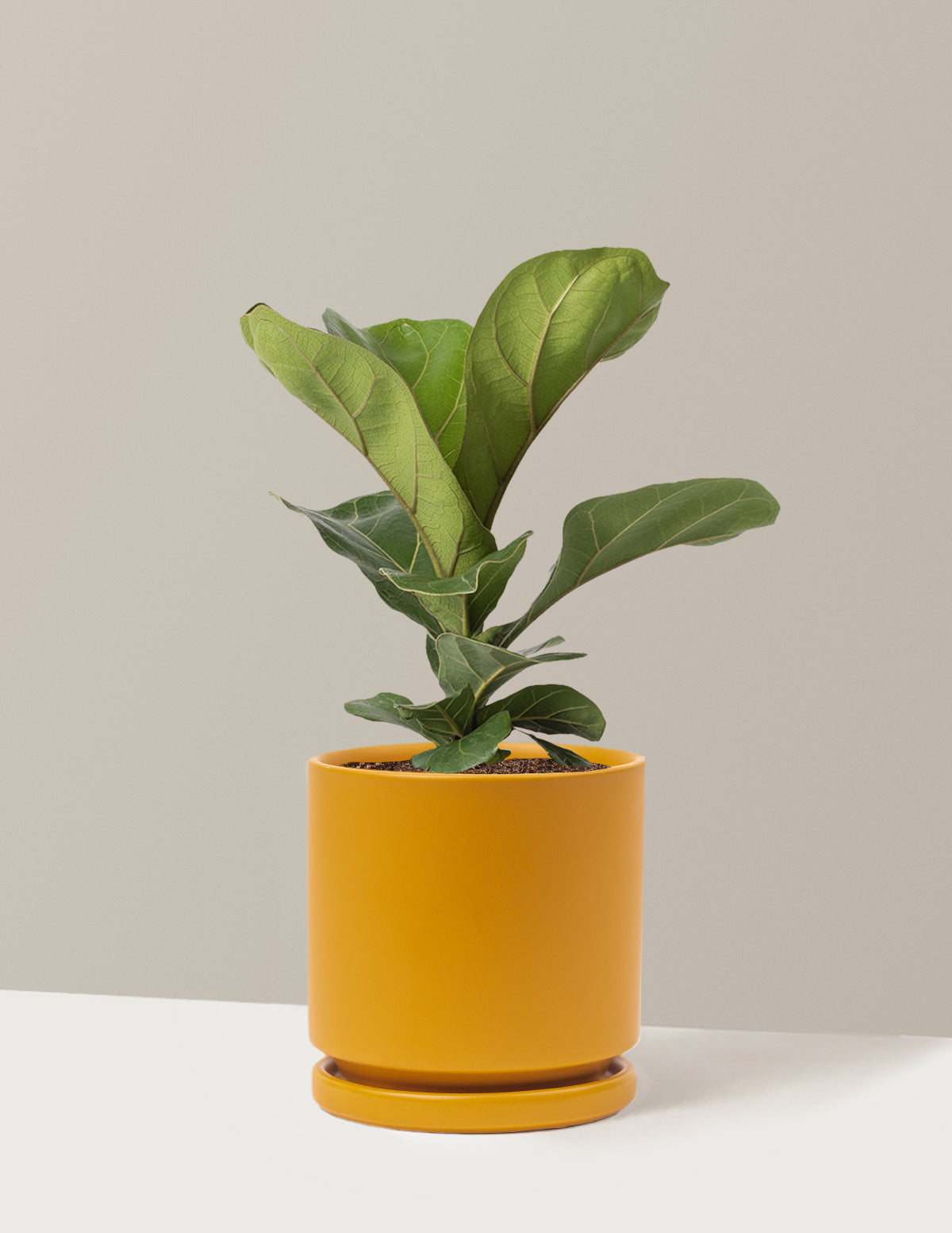 Fiddle Leaf Fig Bush