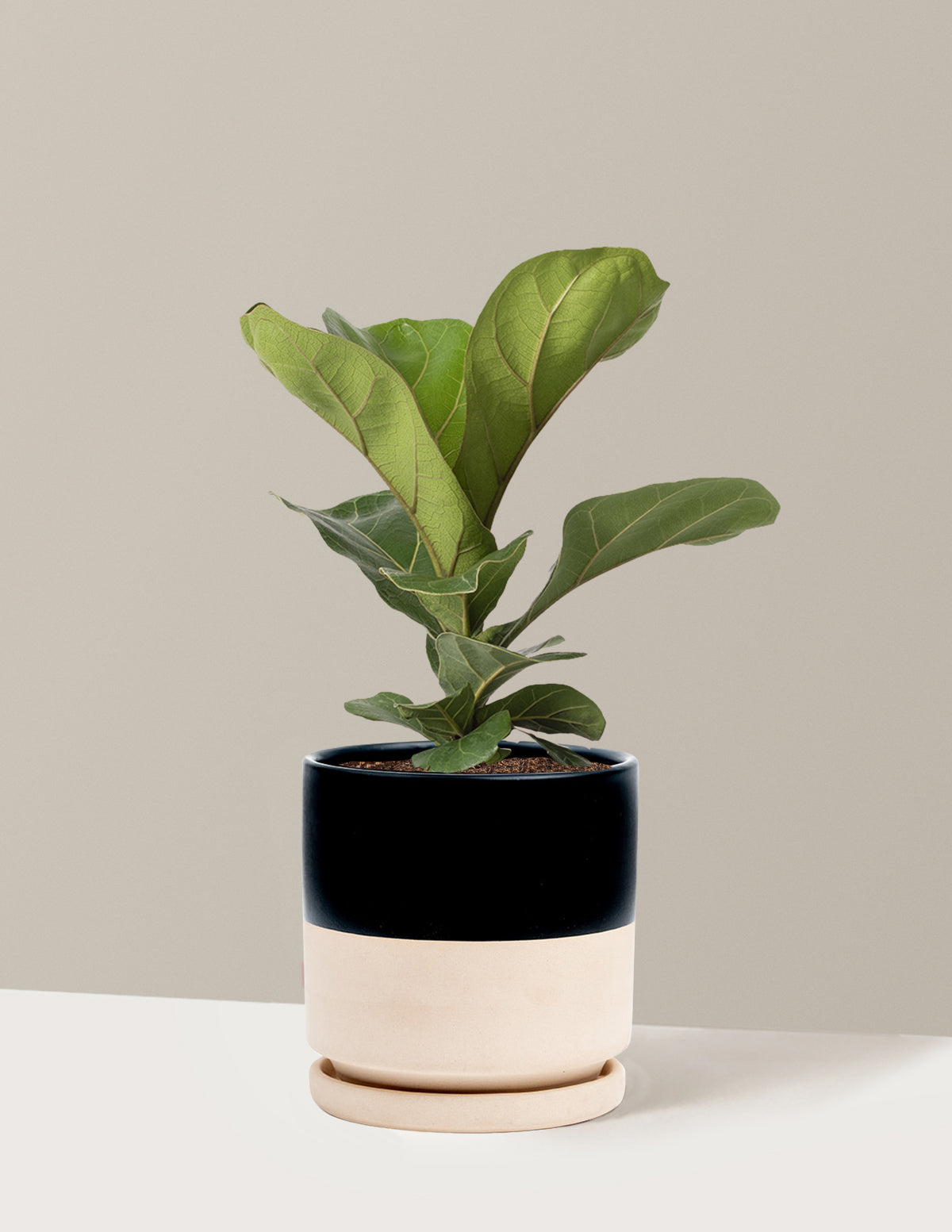 Fiddle Leaf Fig Bush