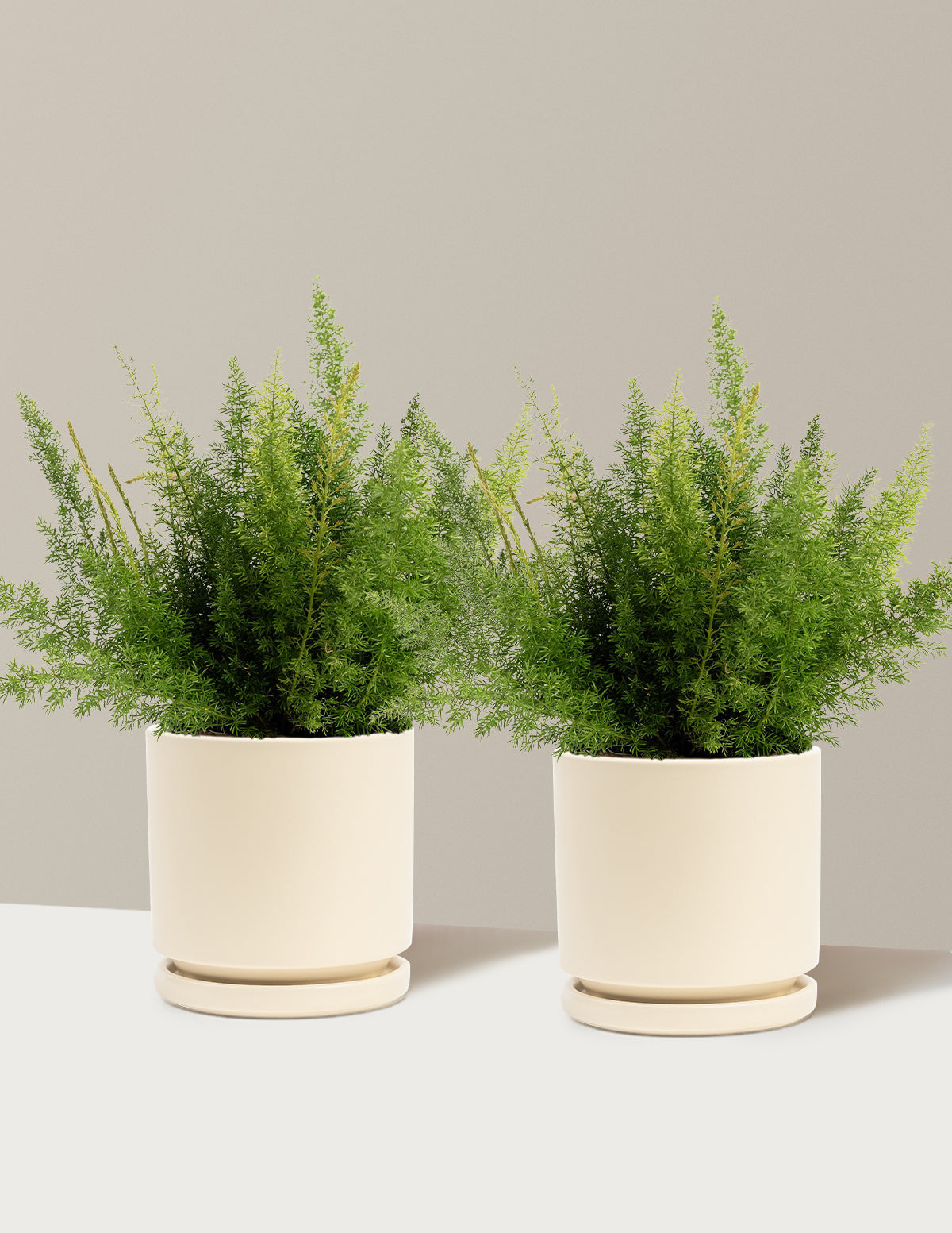 Foxtail Fern