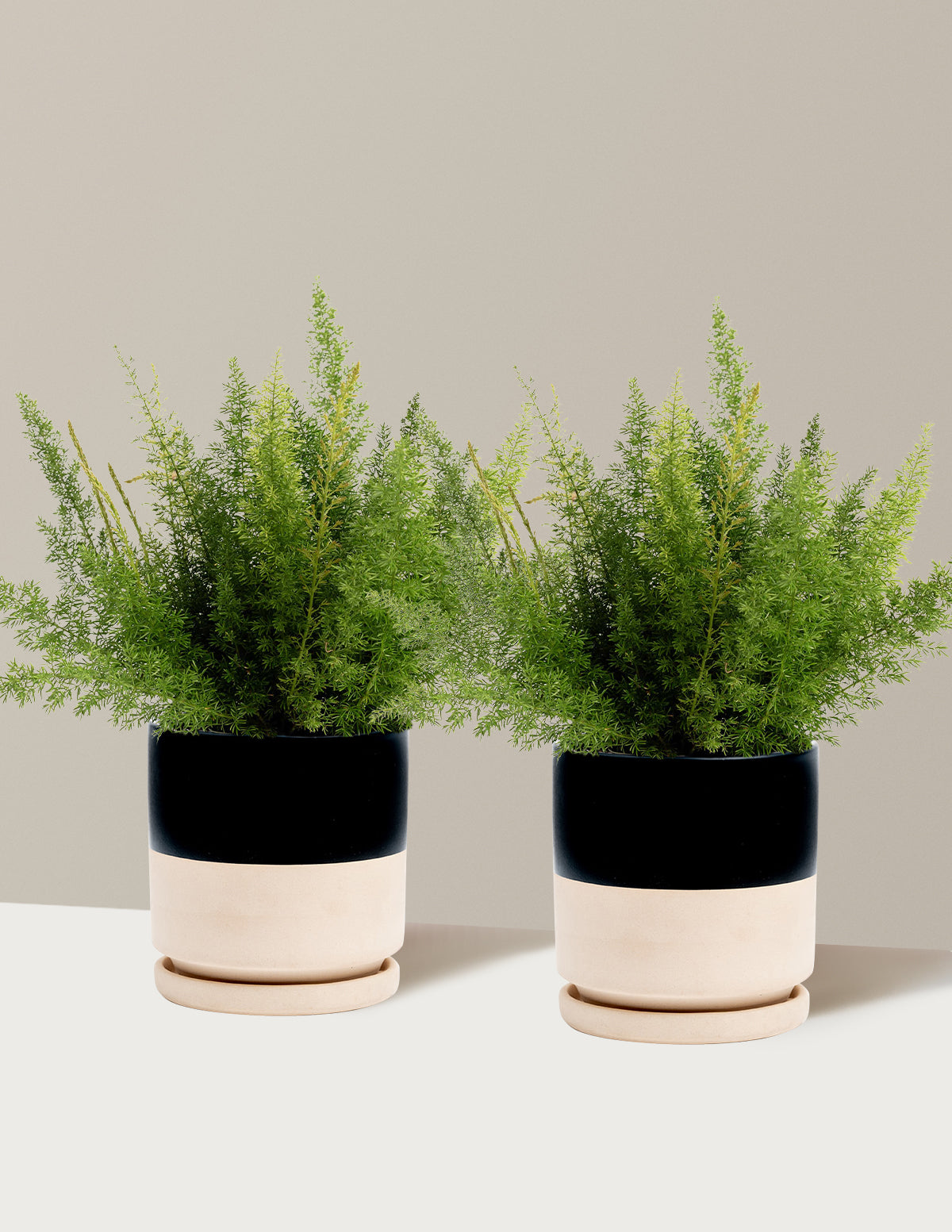 Foxtail Fern