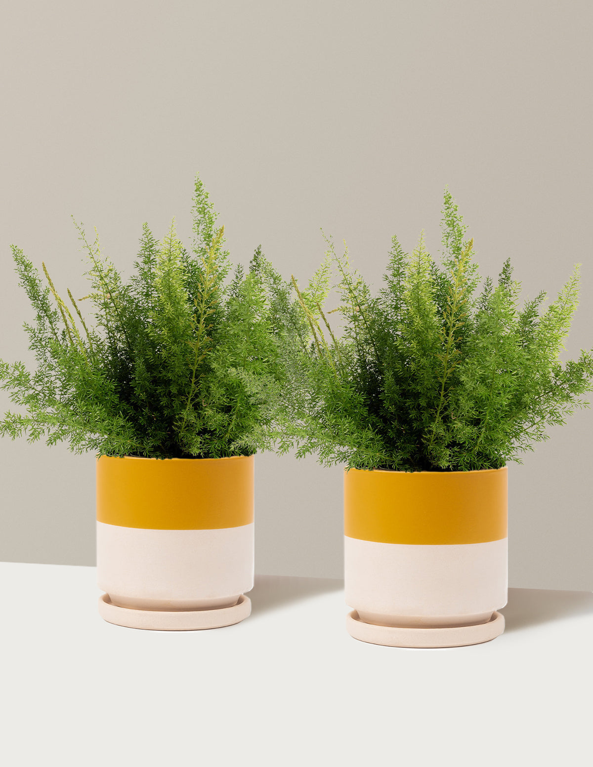 Foxtail Fern