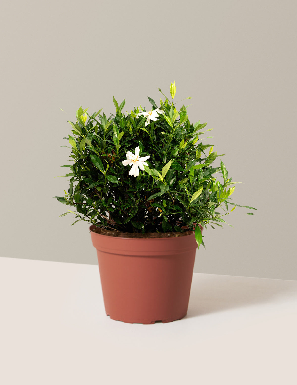 Frost Proof Gardenia