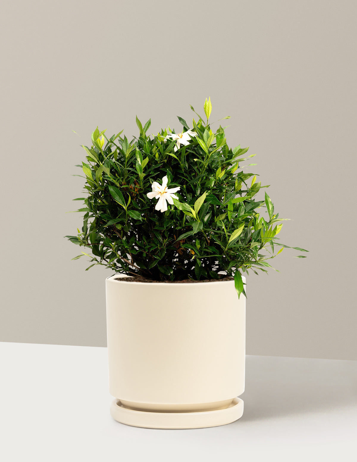 Frost Proof Gardenia