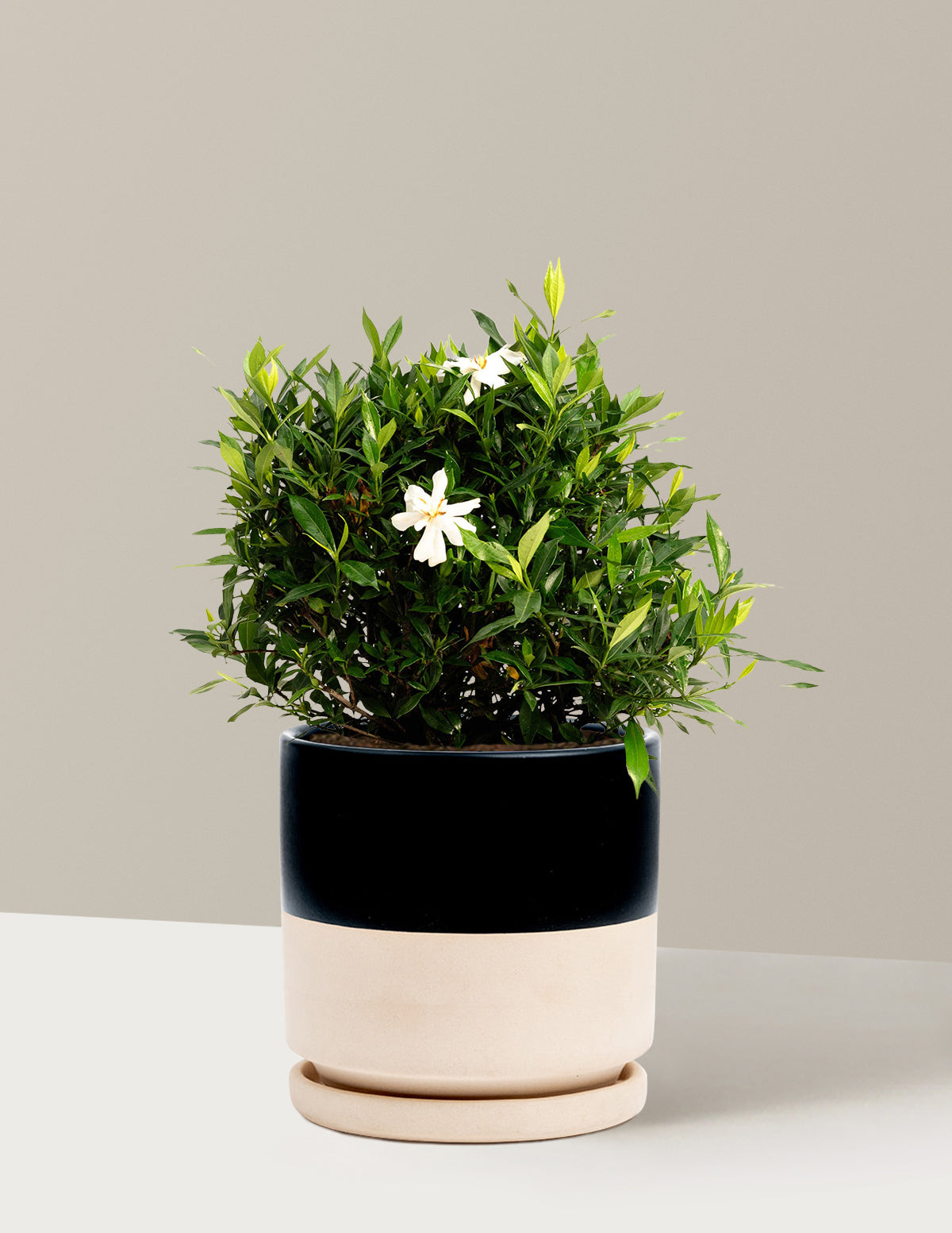 Frost Proof Gardenia