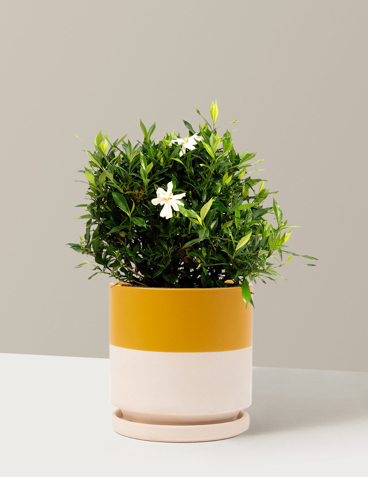 Frost Proof Gardenia