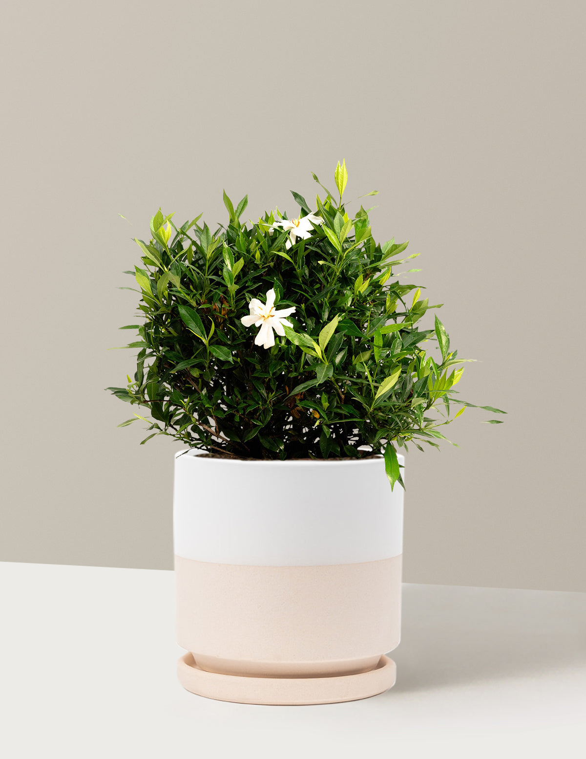 Frost Proof Gardenia