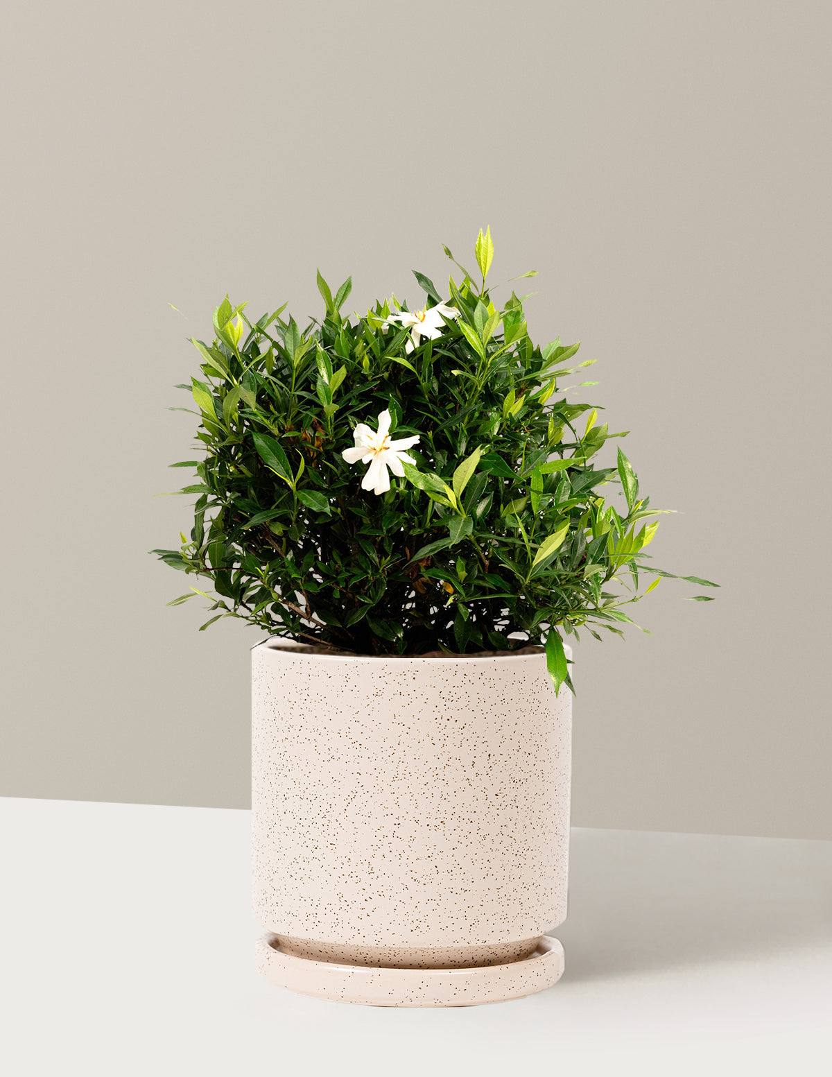 Frost Proof Gardenia