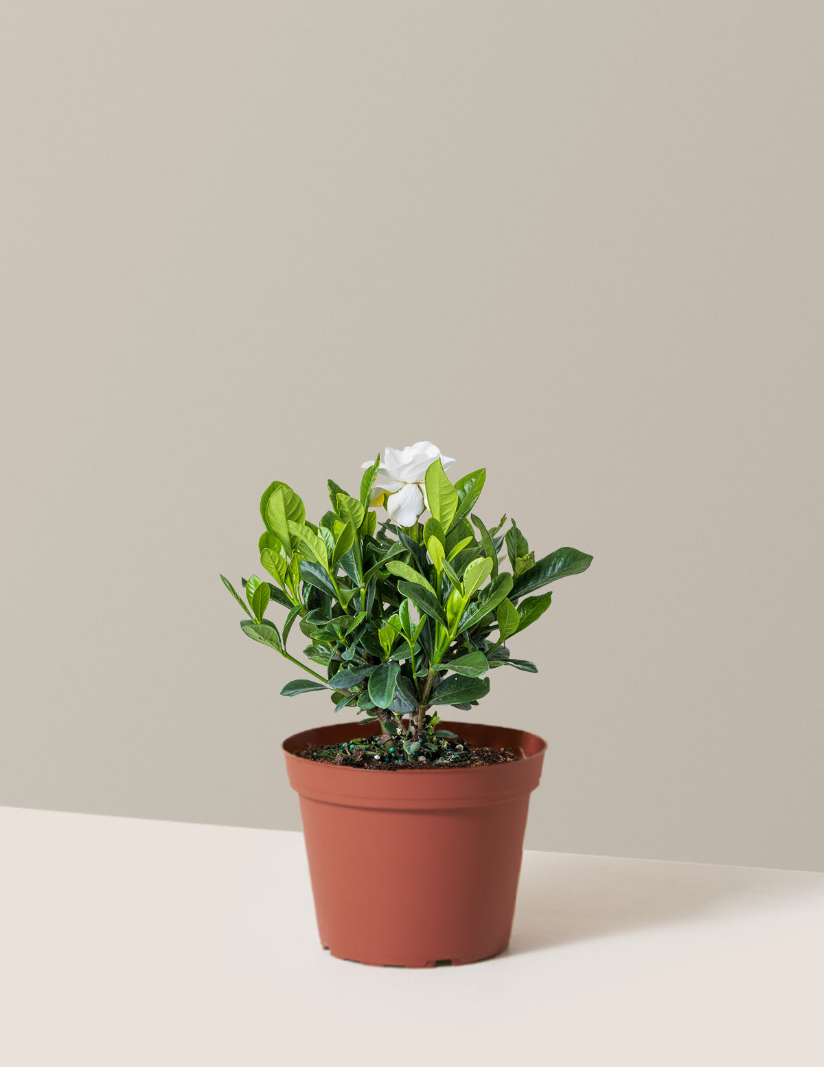 Gardenia Bush