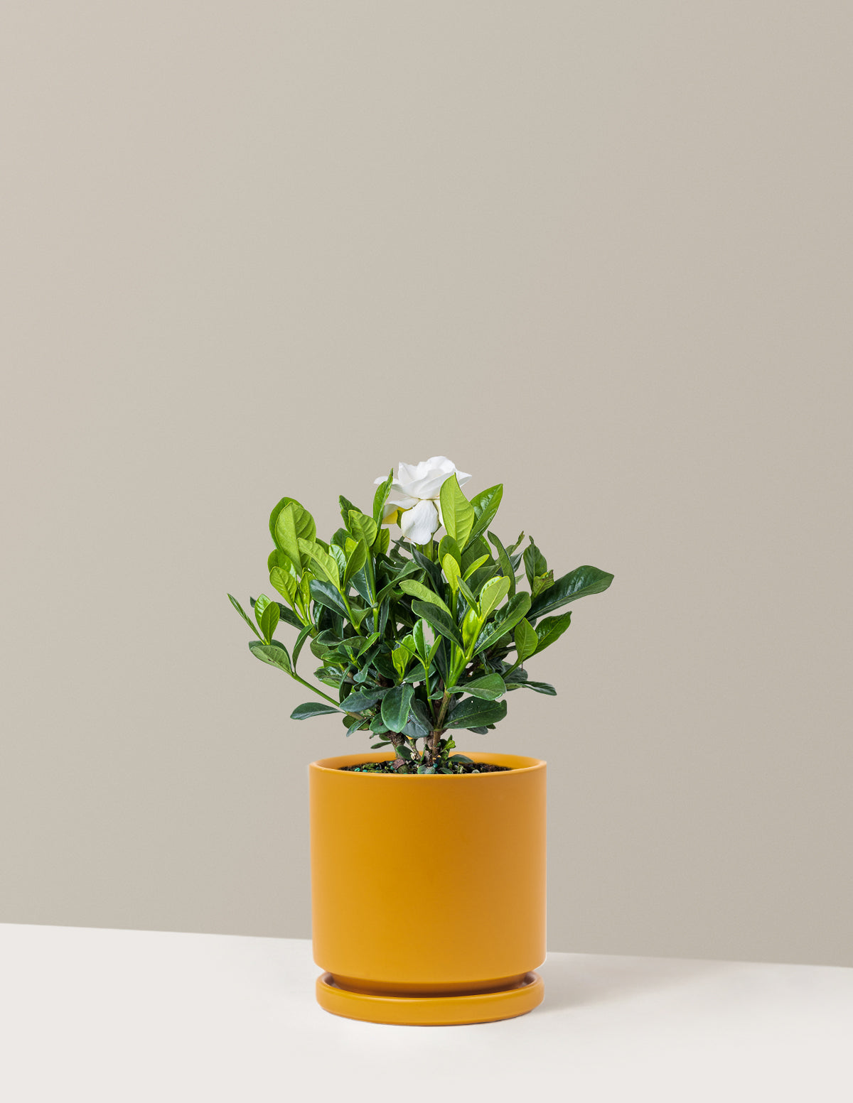 Gardenia Bush