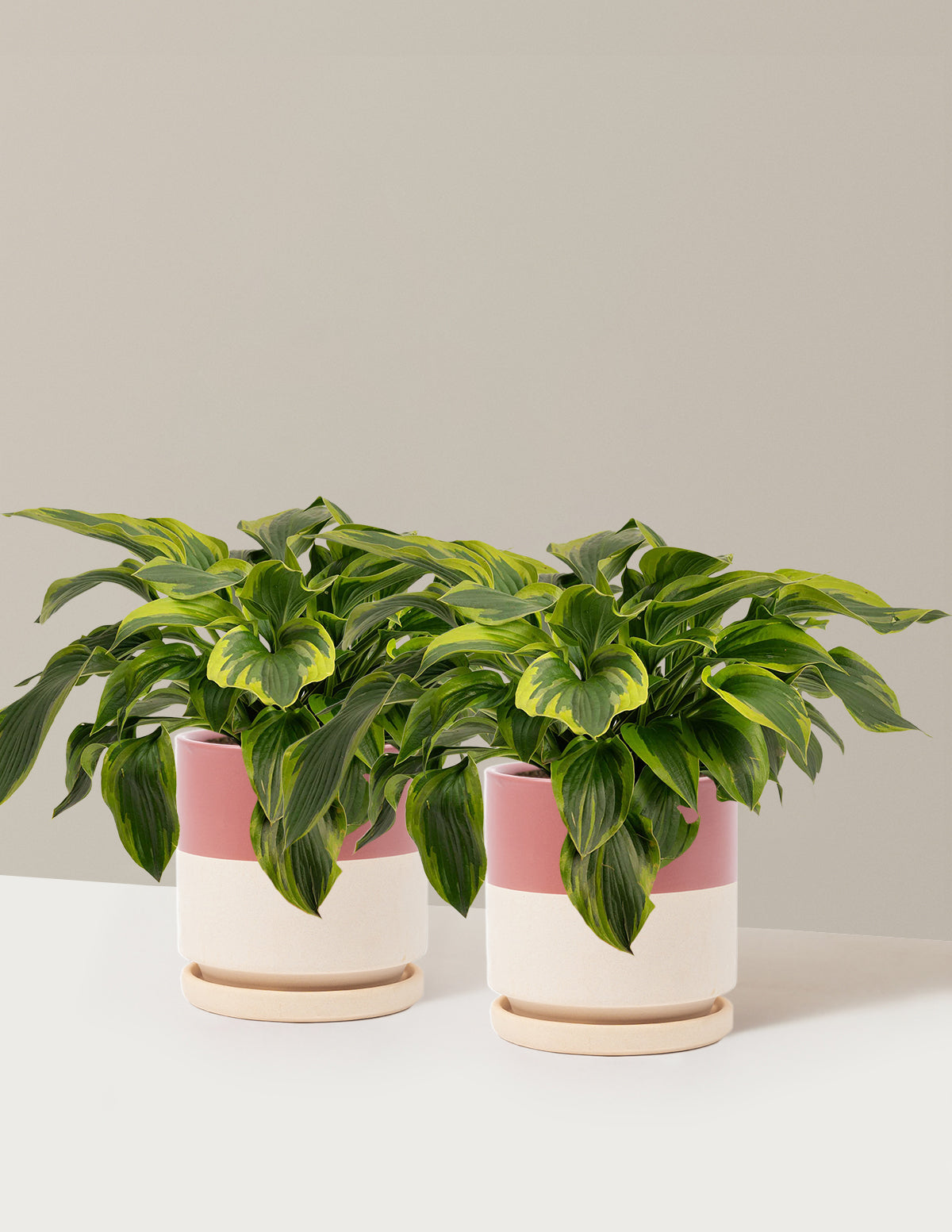 Green Patriot Hosta