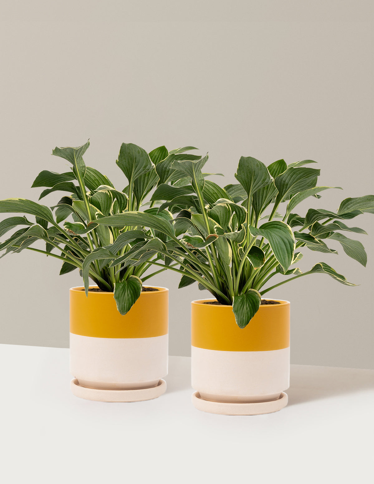 Francee Hosta