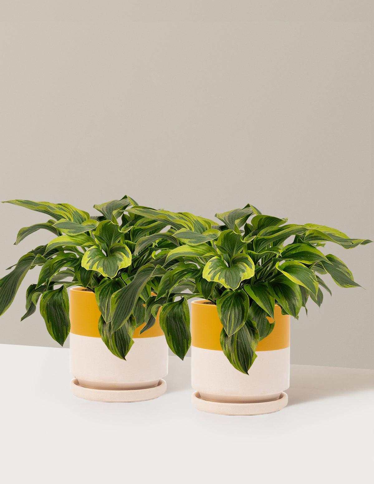 Green Patriot Hosta