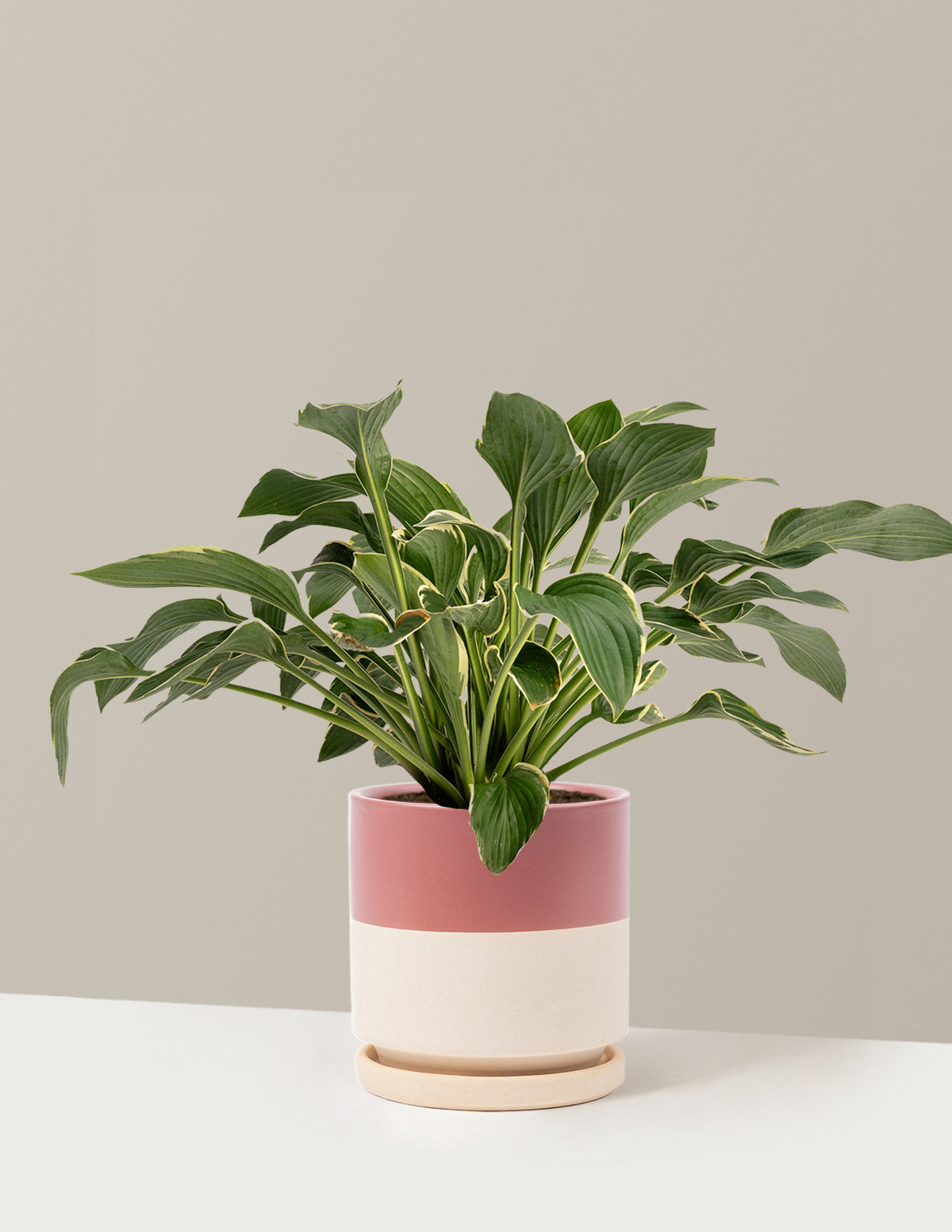 Francee Hosta