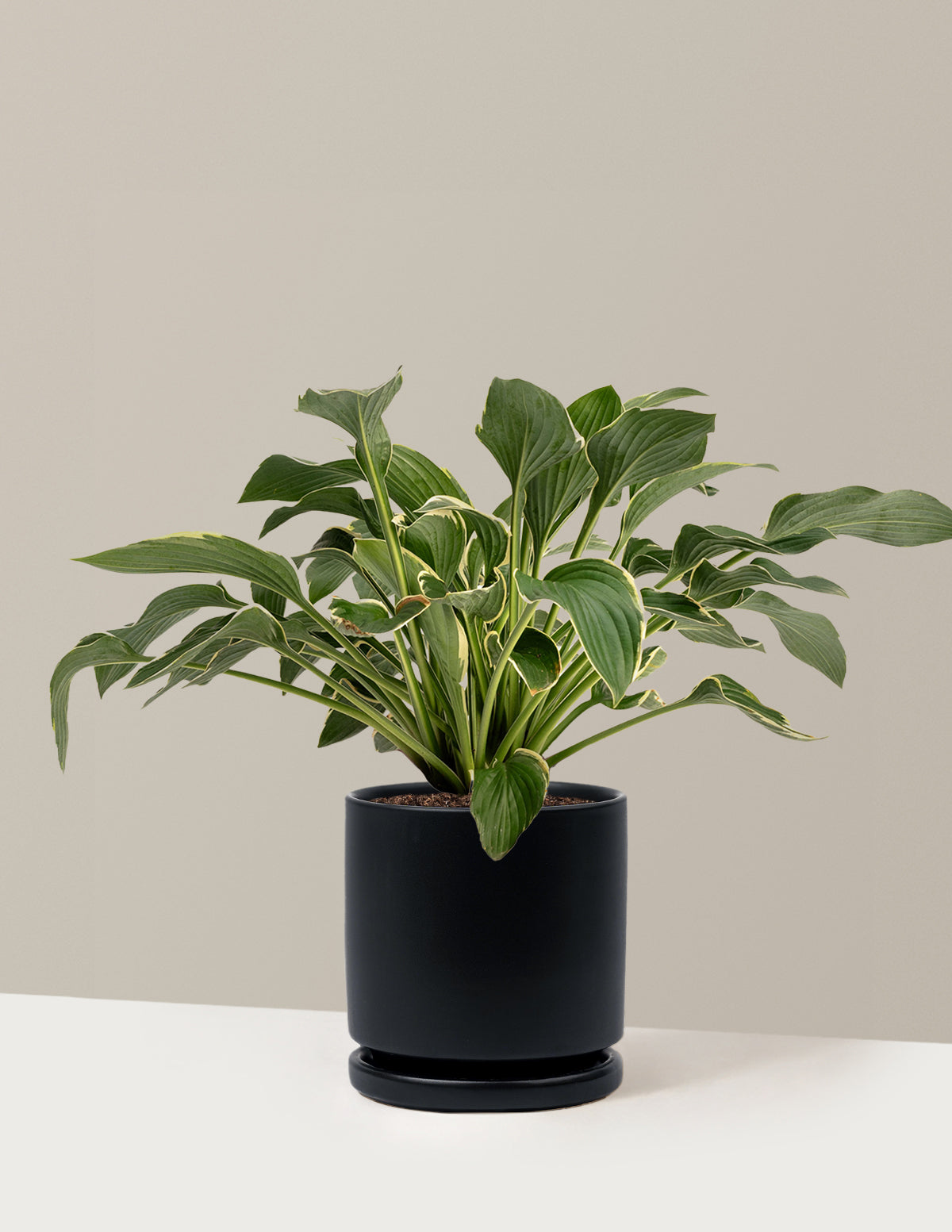 Francee Hosta