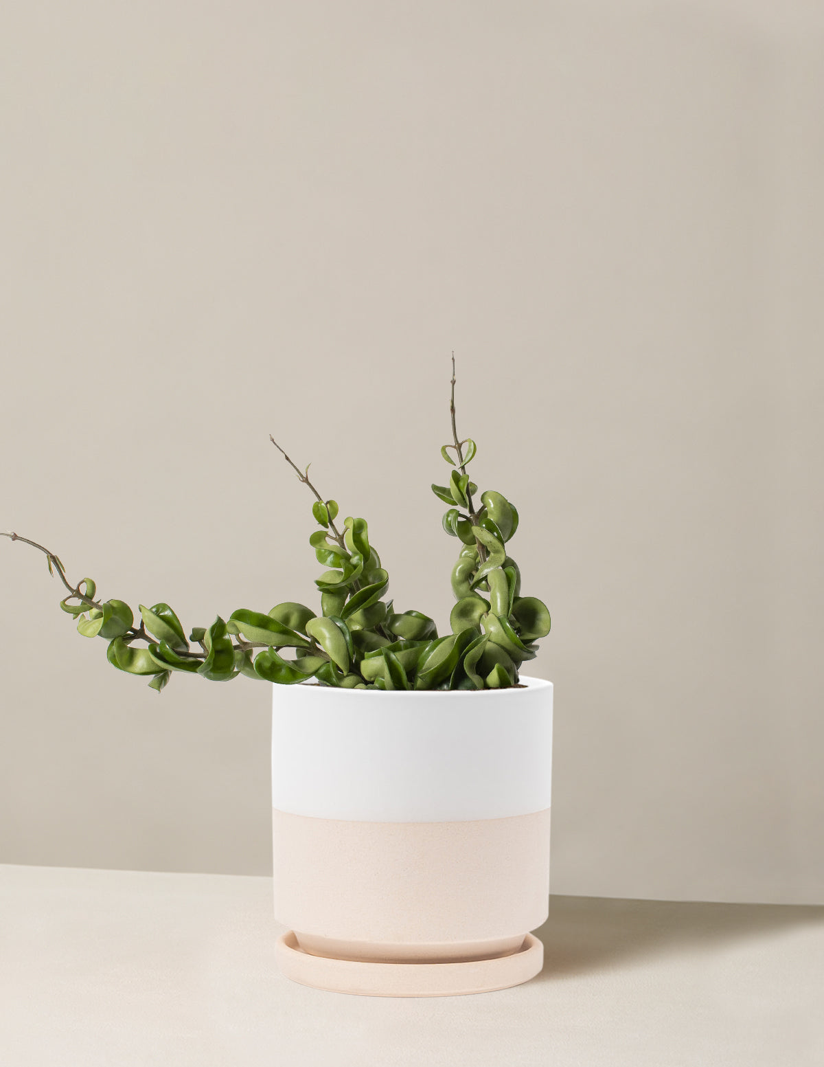 Hoya Rope