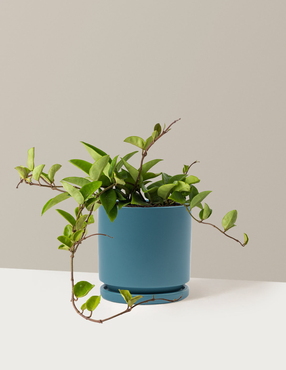 Hoya Pubicalyx Green