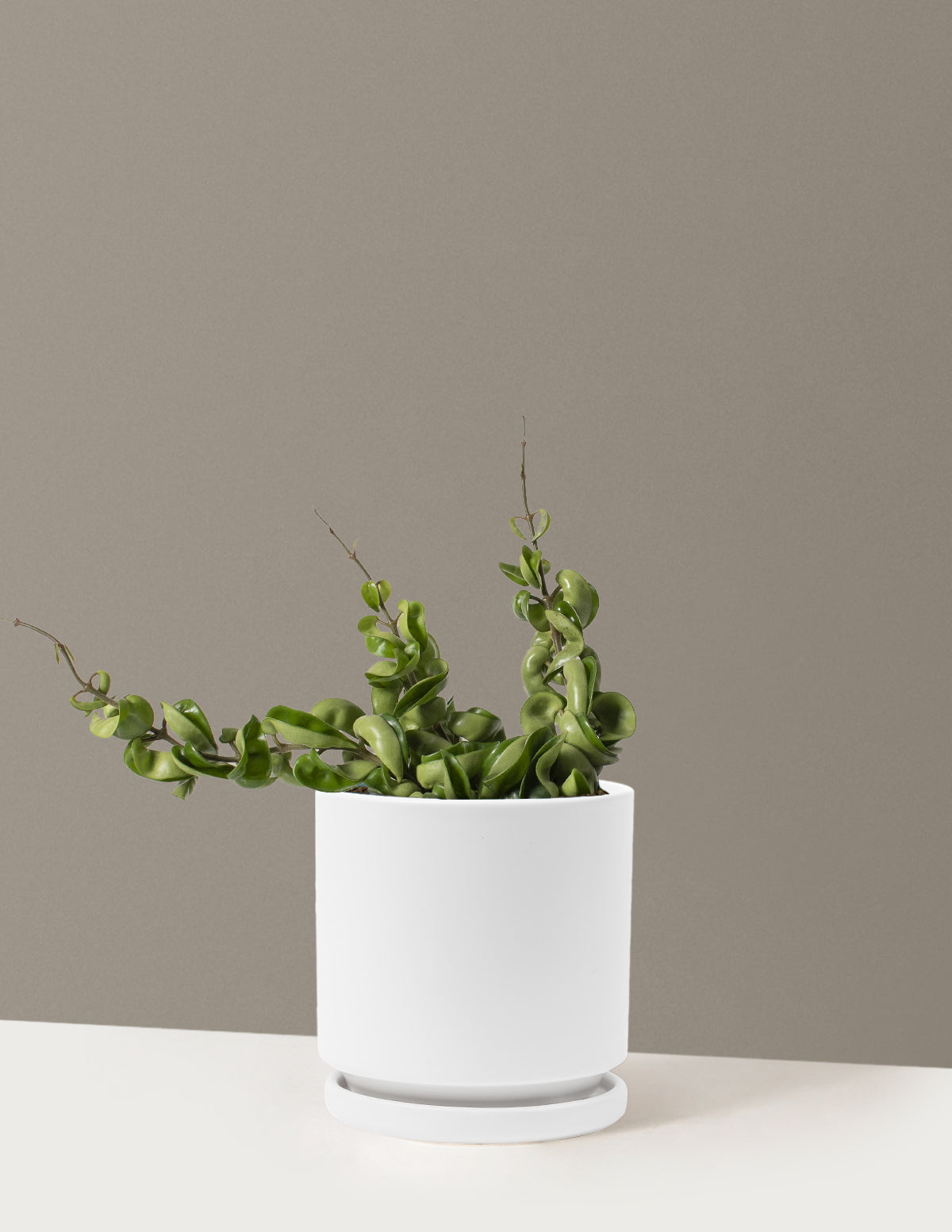 Hoya Rope