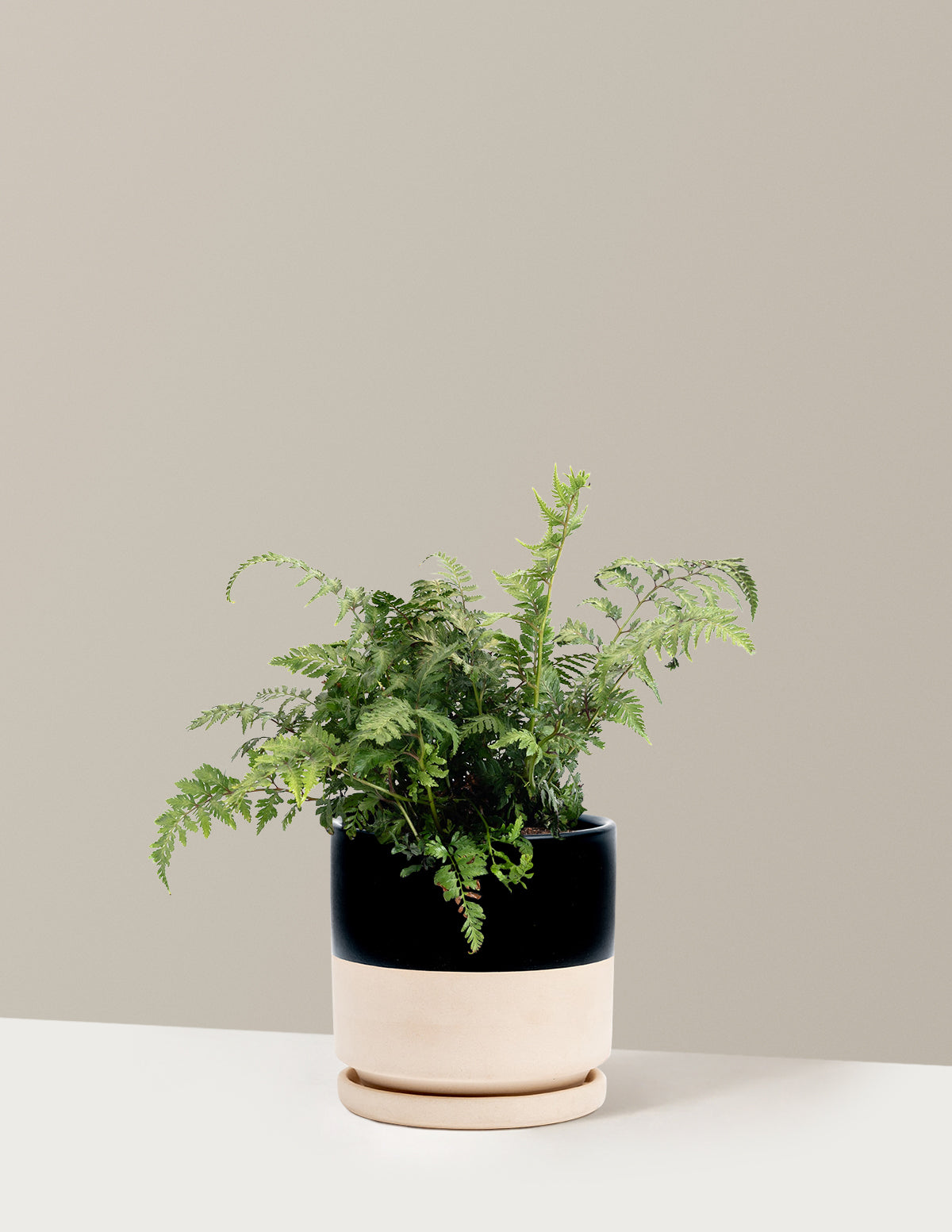 Japanese Painted Fern