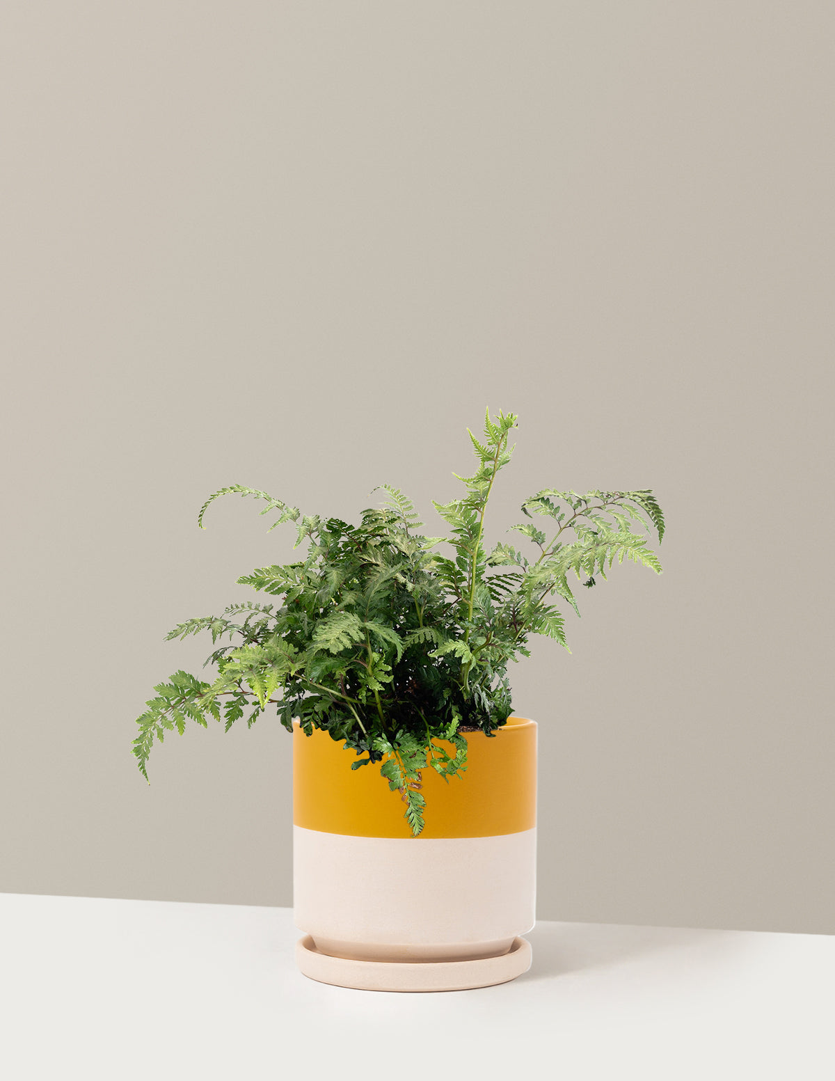 Japanese Painted Fern