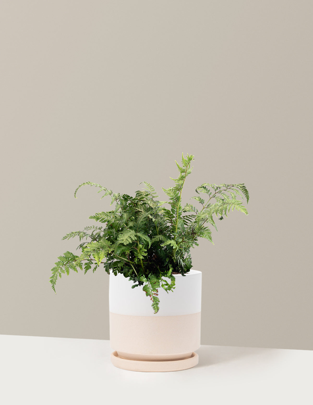 Japanese Painted Fern