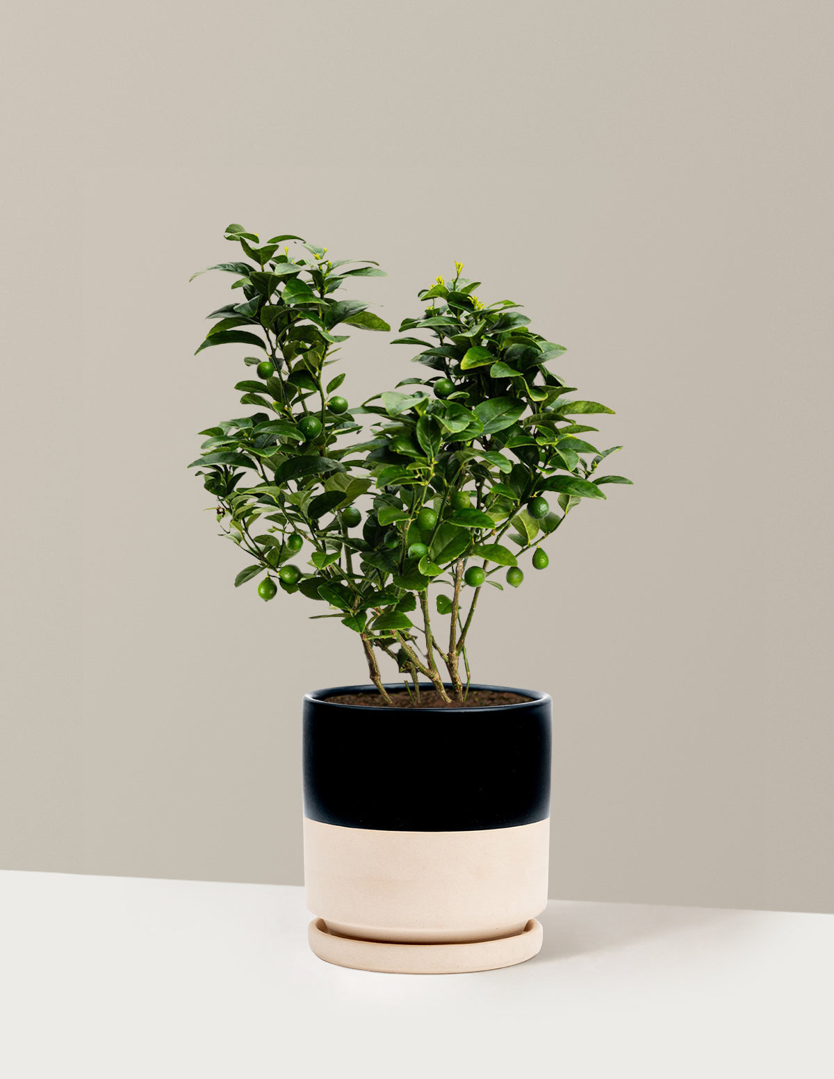 Key Lime Bush