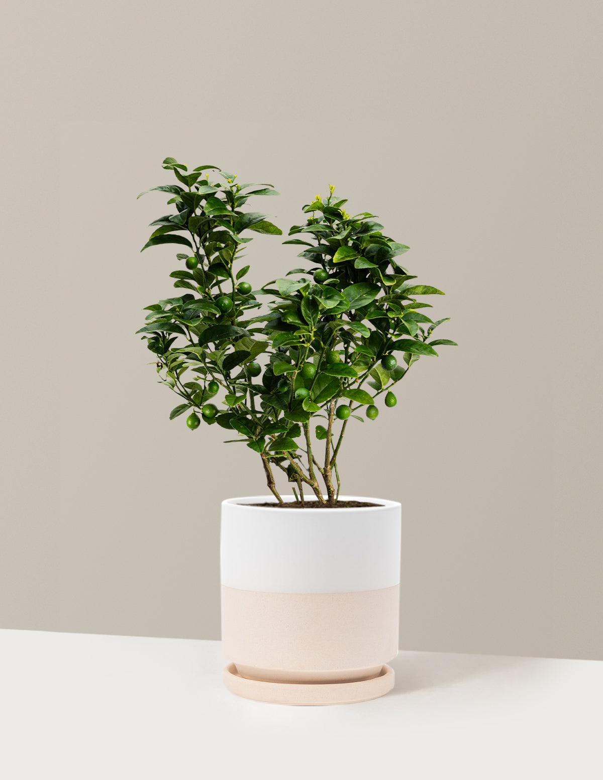 Key Lime Bush