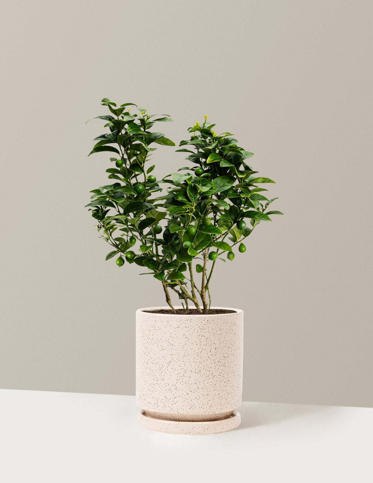 Key Lime Bush
