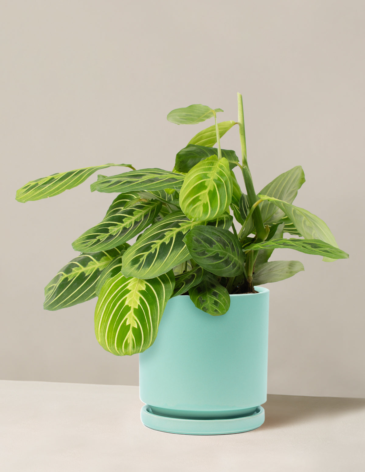 Lemon Lime Prayer Plant
