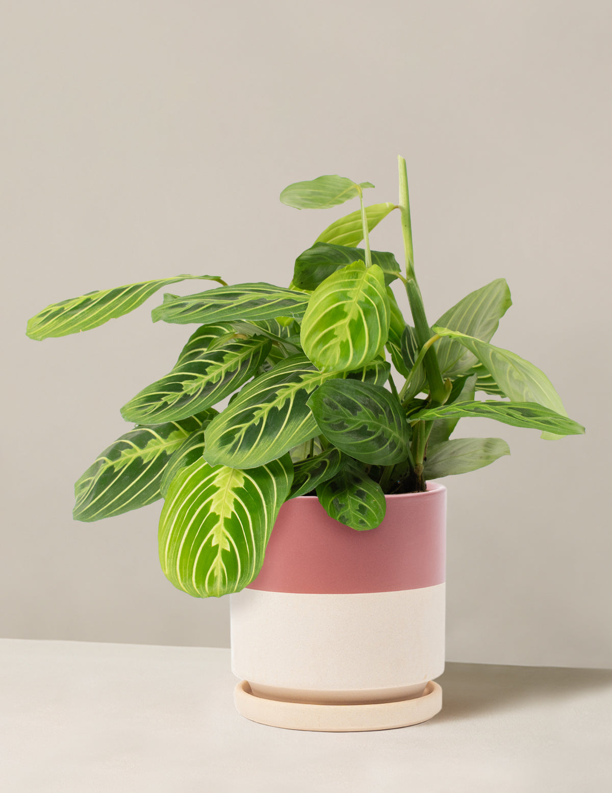 Lemon Lime Prayer Plant