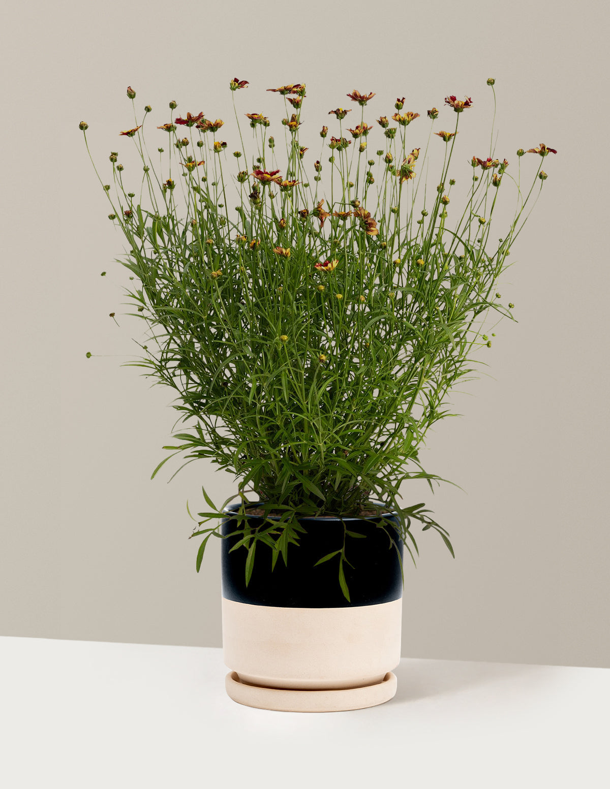 Li'l Bang™ Red Elf Coreopsis