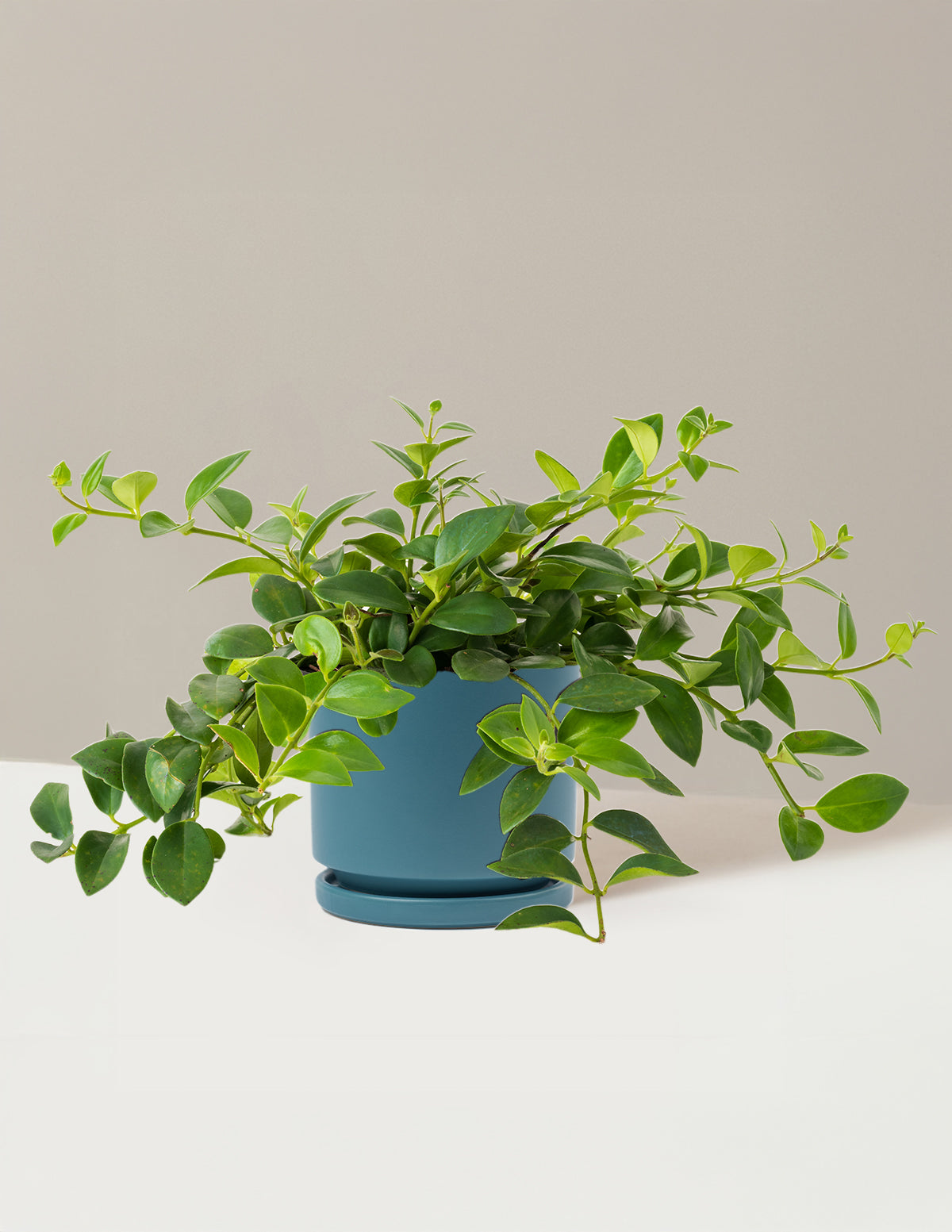 Lipstick Plant