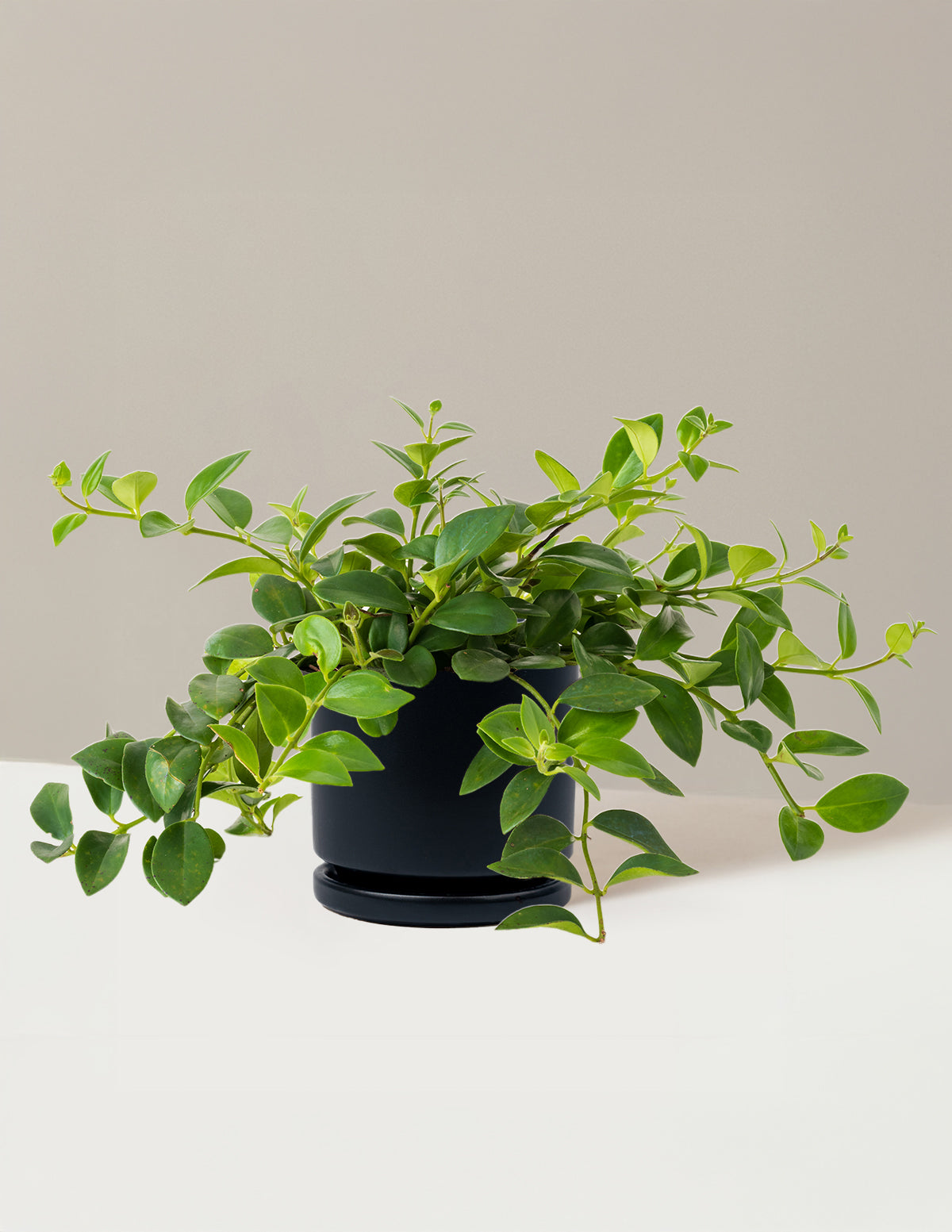Lipstick Plant