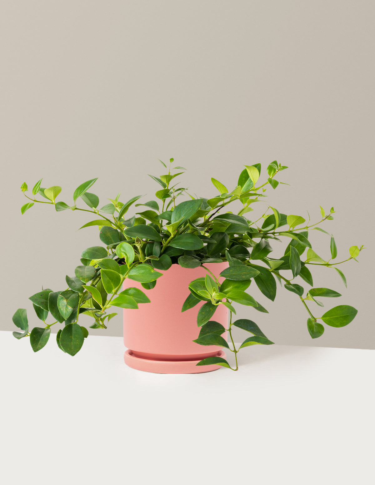 Lipstick Plant