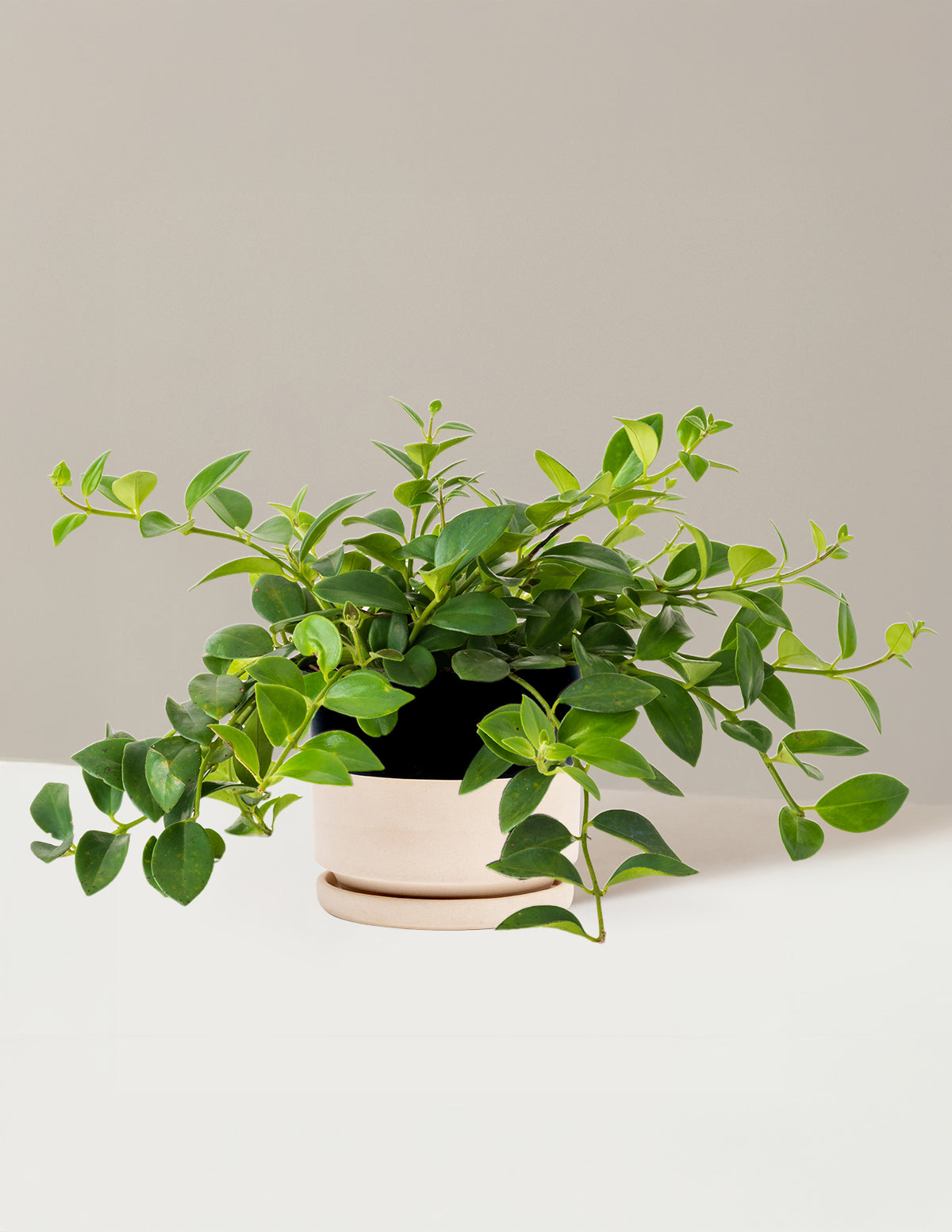 Lipstick Plant