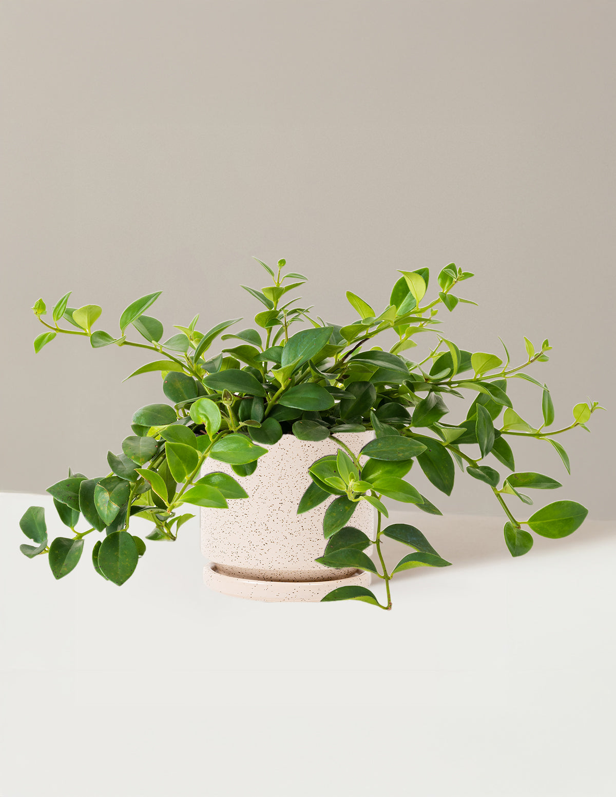 Lipstick Plant