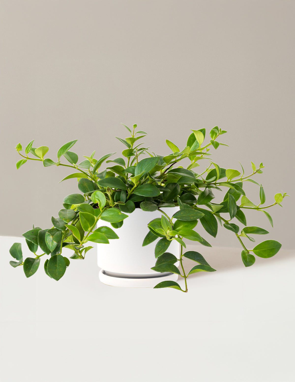 Lipstick Plant