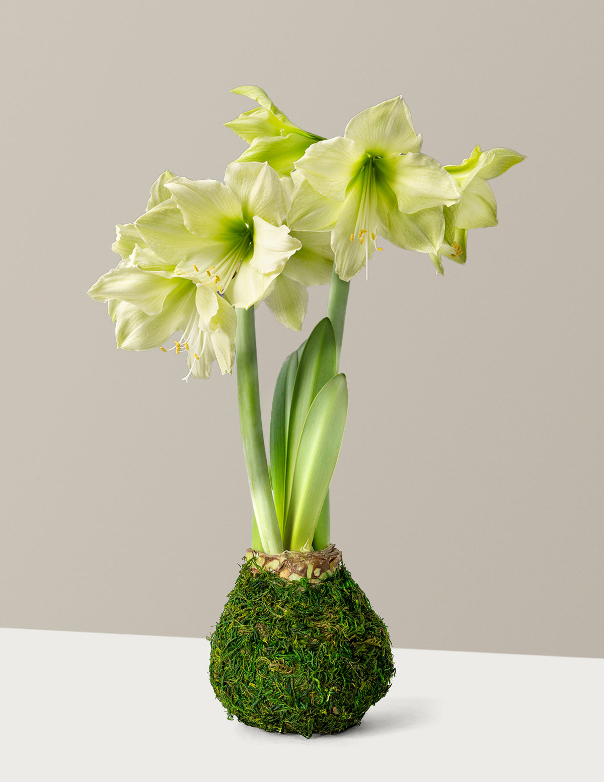 Waxed Amaryllis Bulb