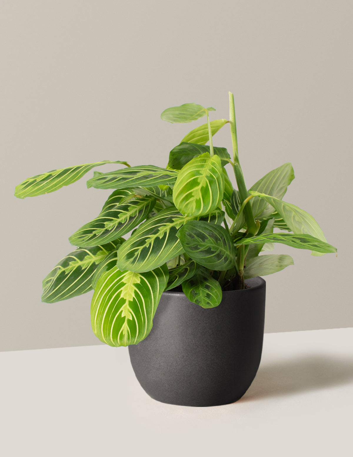 Lemon Lime Prayer Plant