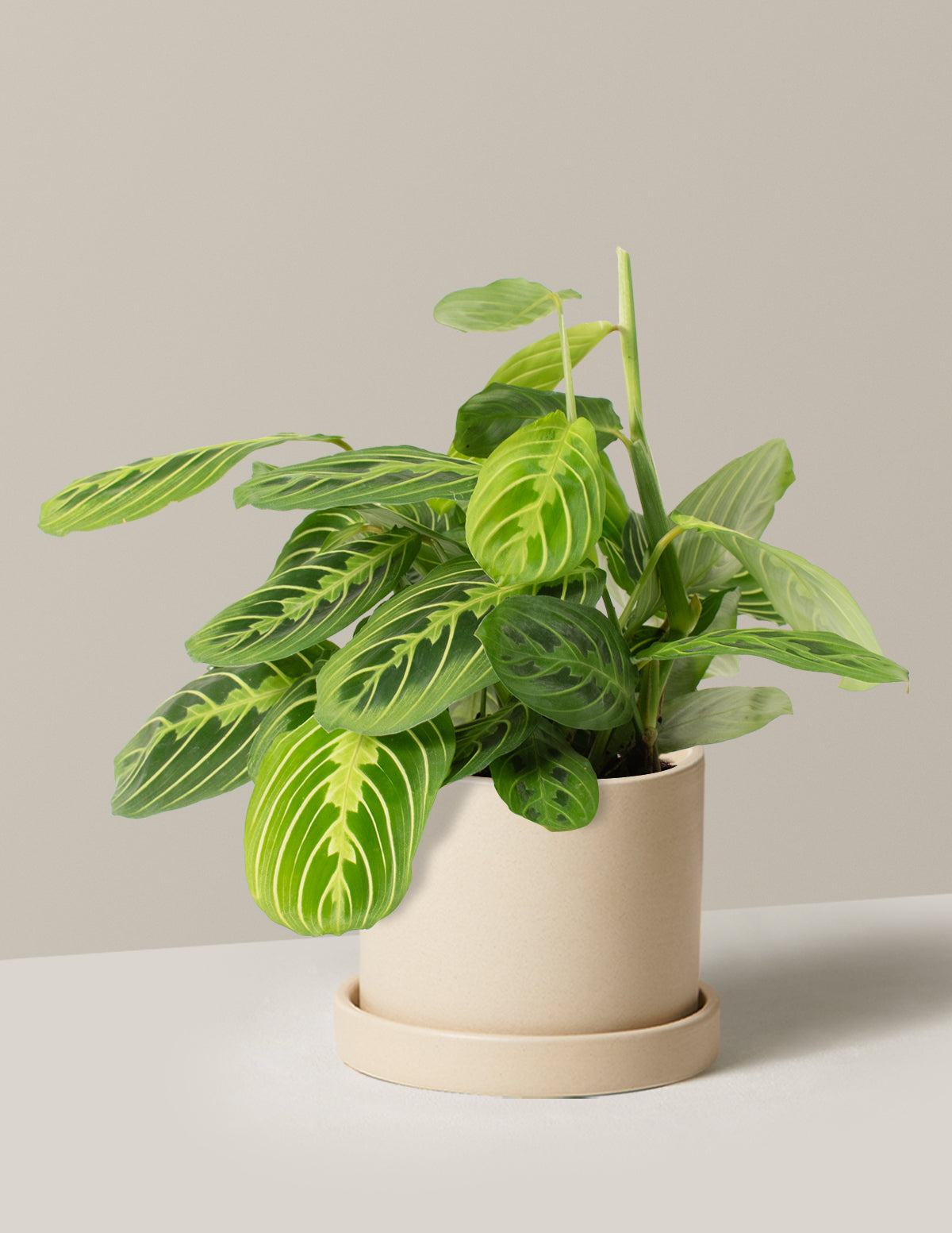Lemon Lime Prayer Plant