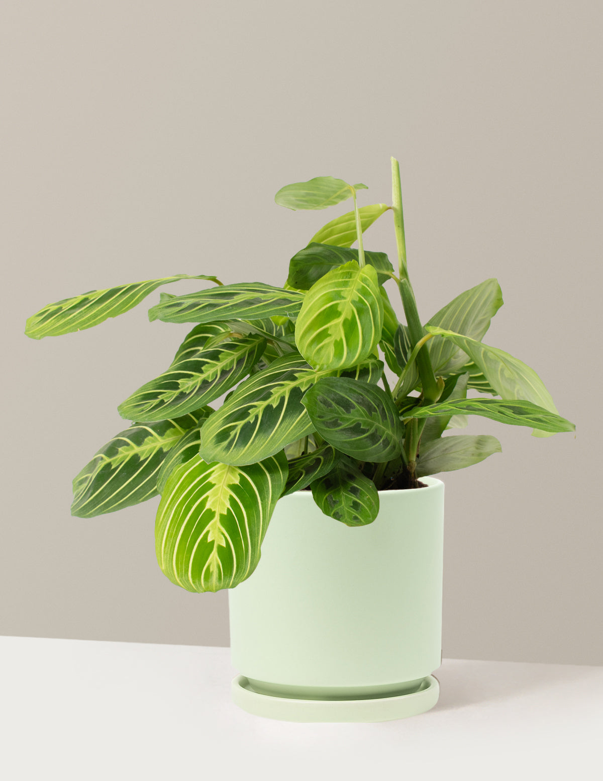Lemon Lime Prayer Plant